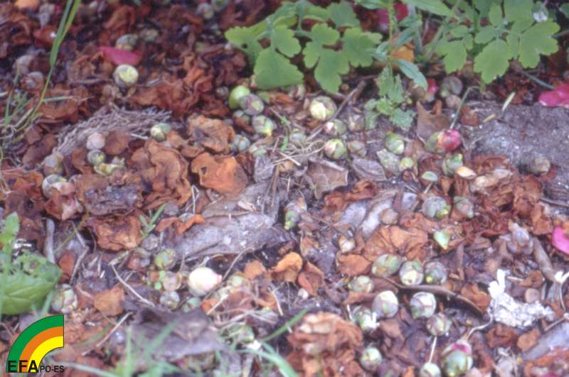 Cosetacus camelliae - Restos en suelo.jpg